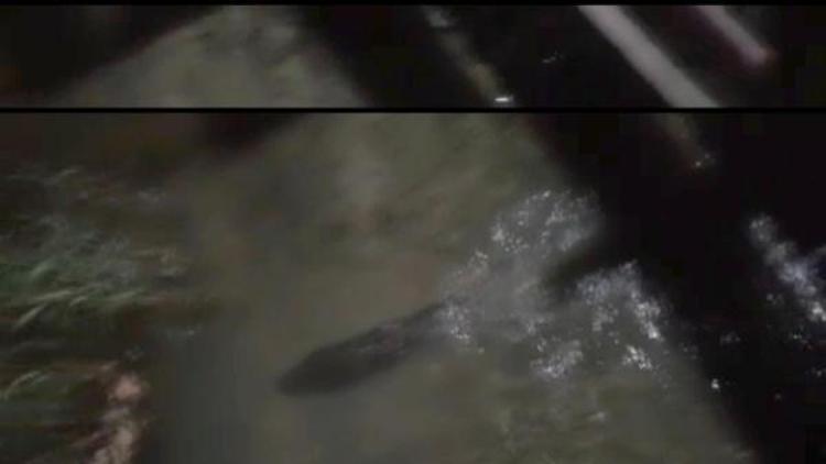 Sapanca Gölünde su samuru görüldü