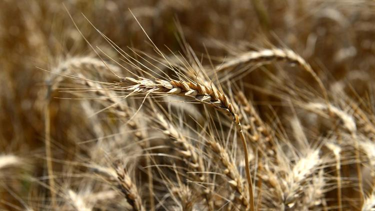 Doğu Akdeniz Tarımsal Araştırma Enstitüsünden 3 yeni buğday çeşidi