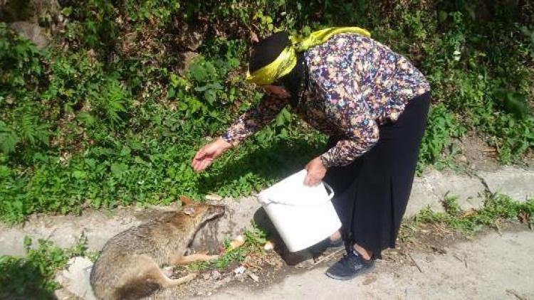 Kazada yaralanan çakal, tedaviye alındı