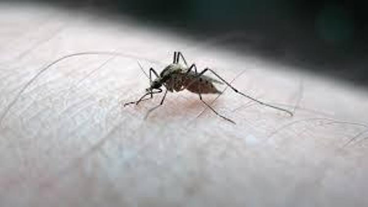 Sıtma hastalığı nedir, belirtileri neler Sıtma bulaşıcı mı
