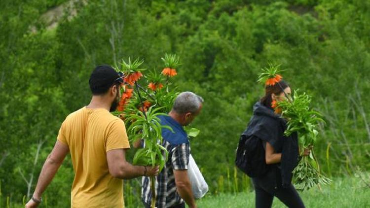 Koruma altındaki ters laleleri koparırken görüntülendiler