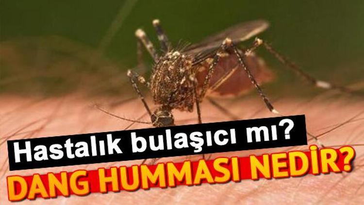 Dang humması nedir Dang humması bulaşıcı mı