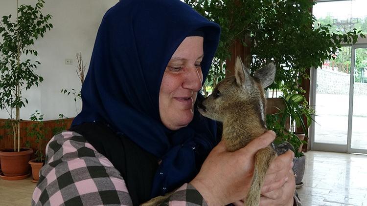 Botanik parktaki yavru karaca ilgi odağı oldu