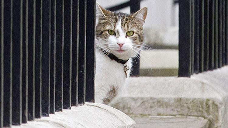 Ünlü caddede bir kedi daha öldürülünce gözaltına alındı