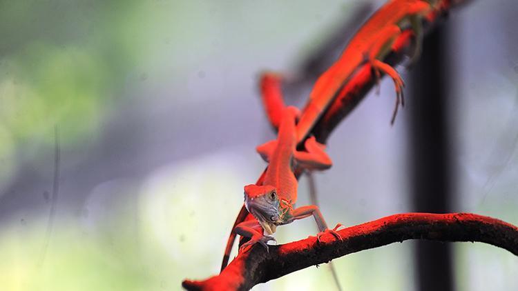 Bursada yavru iguana heyecanı