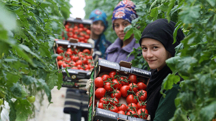 Yerli domates sektörü böldü