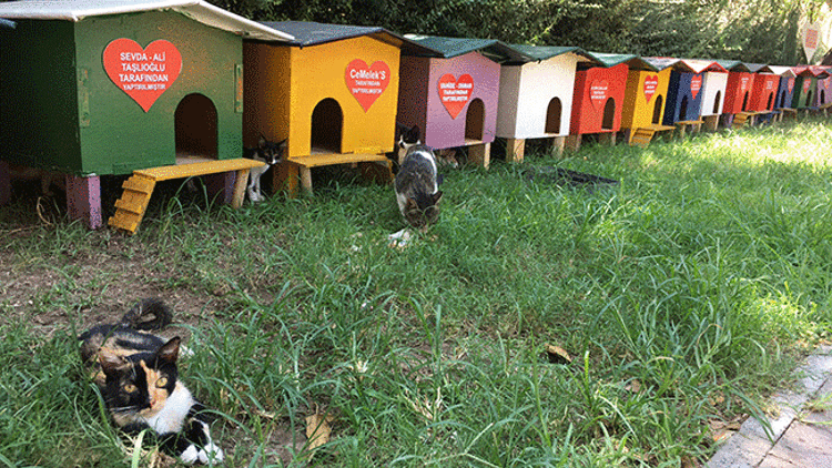 Kalekapısı’nda ‘kedi evi’ referandumu