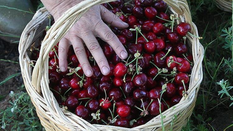 İnegölde yetişen kirazı İngiliz Kraliyet ailesi yiyor