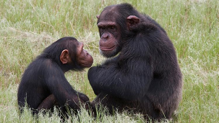 İngilterede bazı zenginler düğünlerde şempanze eti yiyor