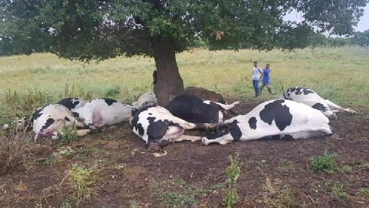 Yıldırım isabet eden ağacın altındaki 8i gebe 10 inek öldü