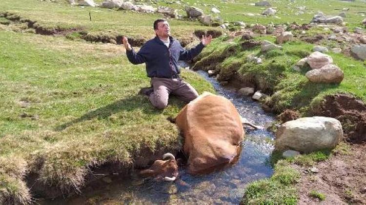 Irmakta telef olan ineğine sarılıp gözyaşı döktü