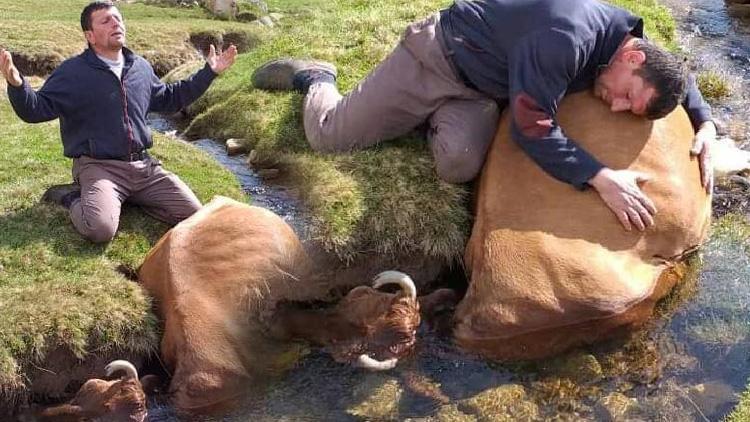 Irmakta telef olan ineğine sarılıp gözyaşı döktü