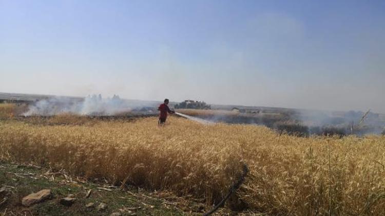 Ceylanpınar’da 40 dönüm buğday tarlası yandı