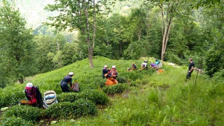 Çaya Geliyoruz projesi ile şehit annesinin çay hasadını yaptılar