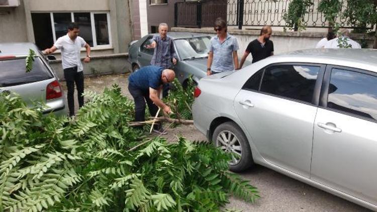 Karabükte şiddetli rüzgarda ağaçlar devrildi