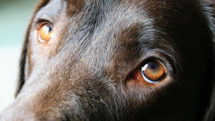 Köpeklerin üzgün bakışlarının sebebi belli oldu