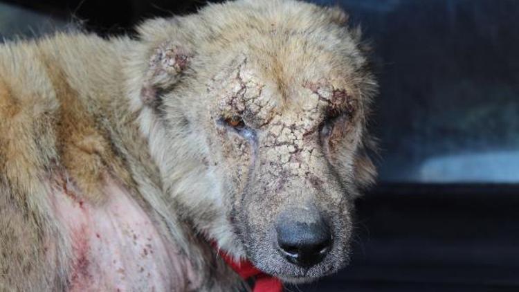 Hasta köpek, tedavi için İstanbula götürüldü