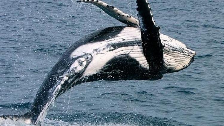 Nadir tür çubuklu balinalara ait sesler ilk kez kaydedildi