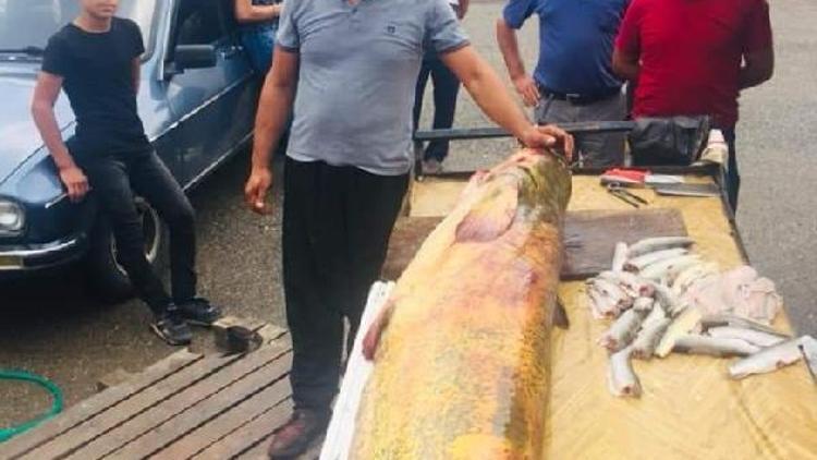 Yakaladığı 110 kiloluk yayın balığını sergiledi