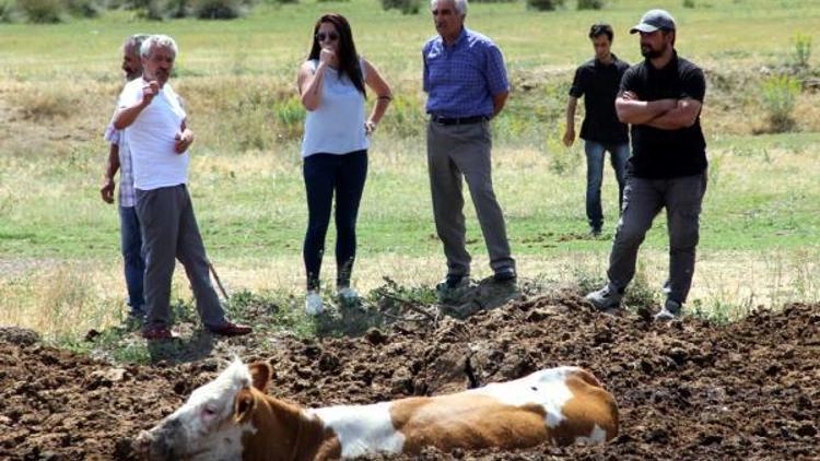 Gübreye saplanan 6 inek, 2 saatlik çalışmayla kurtarıldı