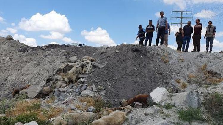 Konyada, arazide bulunan 15 köpek ölüsüyle ilgili suç duyurusu