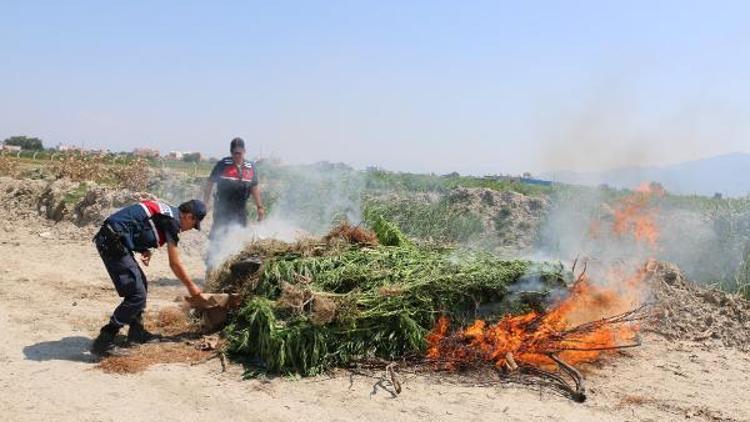 150 kilo Hint kenevi ile yakalandı, Biraz fazla olmuş dedi