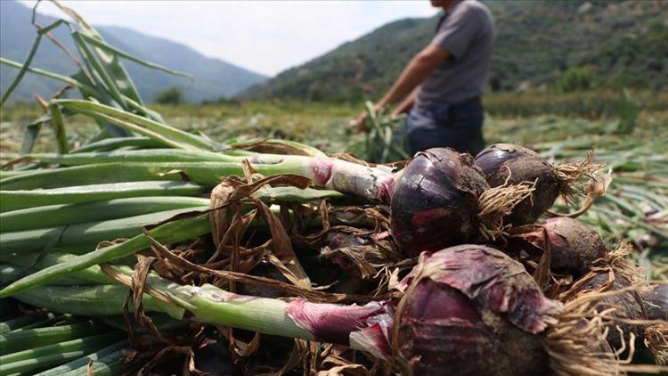 Sadece Erdekte üretiliyor Avrupa, Arap ve Orta Doğu ülkelerinden talep yağıyor