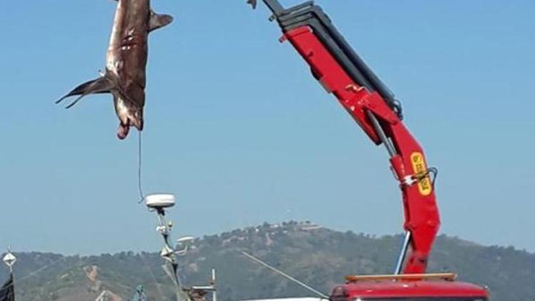 Fethiyede balıkçıların ağına 400er kiloluk 2 köpek balığı takıldı