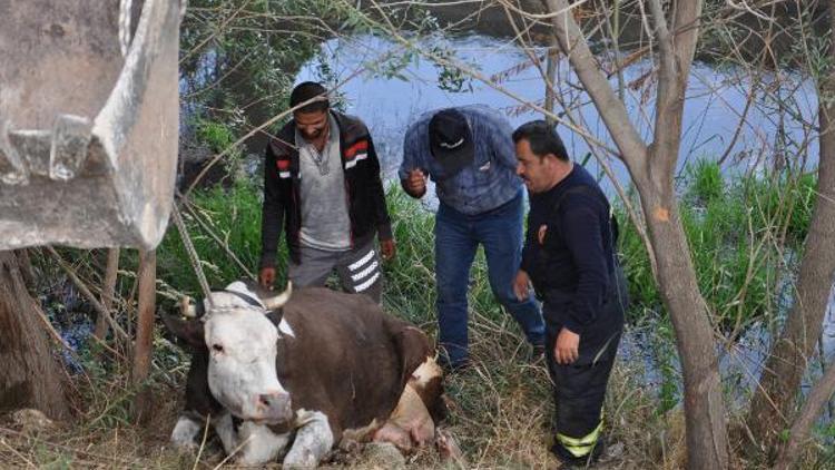 Sulama kanalına düşen inek, kurtarıldı