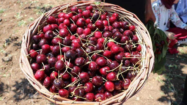 Türkiyeden Çine yılın ilk kirazı gönderildi