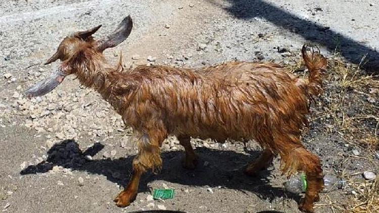 Sulama kanalına düşen keçiyi itfaiye kurtardı