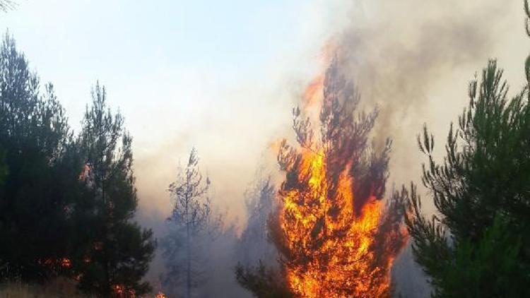 Anız yangını ormana sıçradı, 10 hektar alan kül oldu