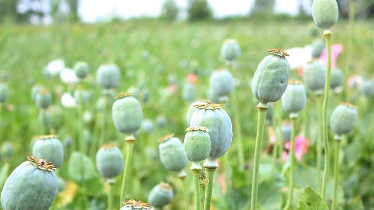 Hindistana haşhaş tohumu ihracatındaki kesinti giderildi