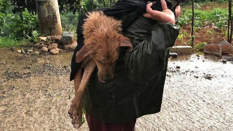 Yaralı köpeği sırtında taşıdı