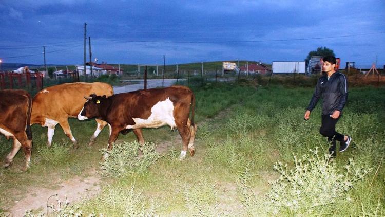 Hayvanları otlatıp antrenmana gidiyor