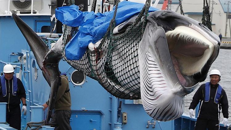 Japonya balina avına başladı