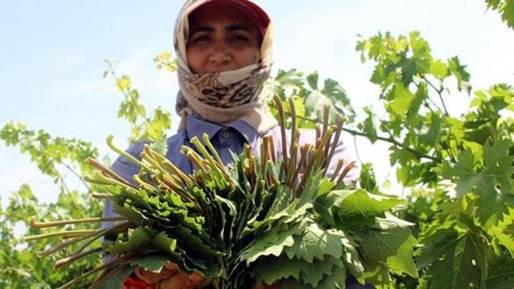 Yaprağı, meyvesinin 6 katı fiyata satılıyor