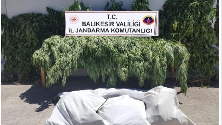 Bahçedeki kenevirler, jandarmanın dikkatinden kaçmadı