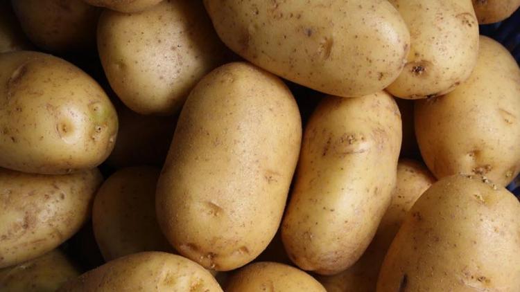 Patatesin DNAsı incelenerek hastalıklara dayanıklı çeşitler geliştiriliyor