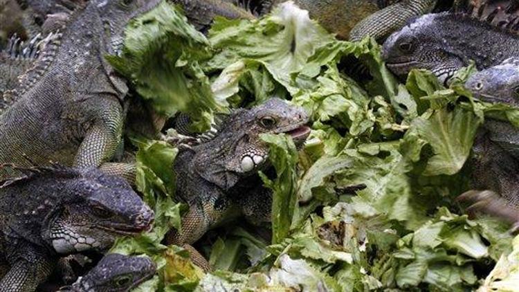 ABD’de vatandaşlara iguana öldürme çağrısı