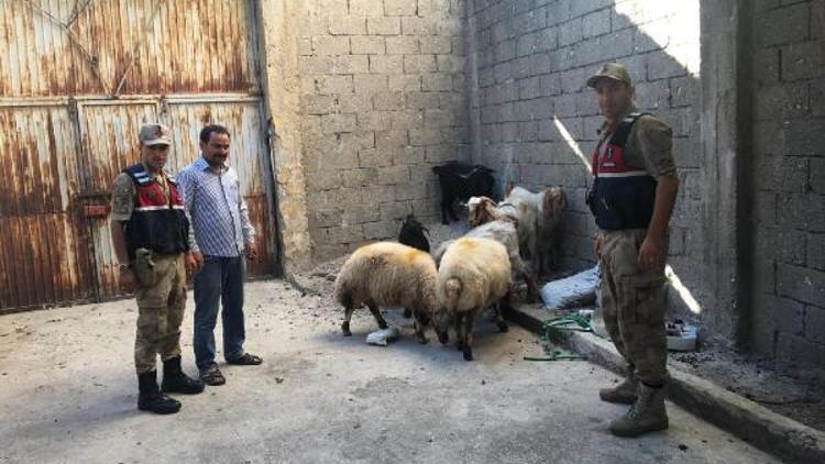 Çaldıkları koyunları satan 3 kişi yakalandı