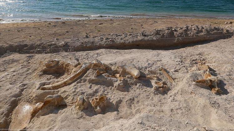 Kayseride 7,5 milyon yıllık zürafa fosili bulundu