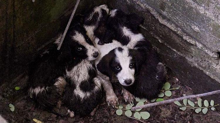 Su kanalına düşen yavru köpekler kurtarıldı