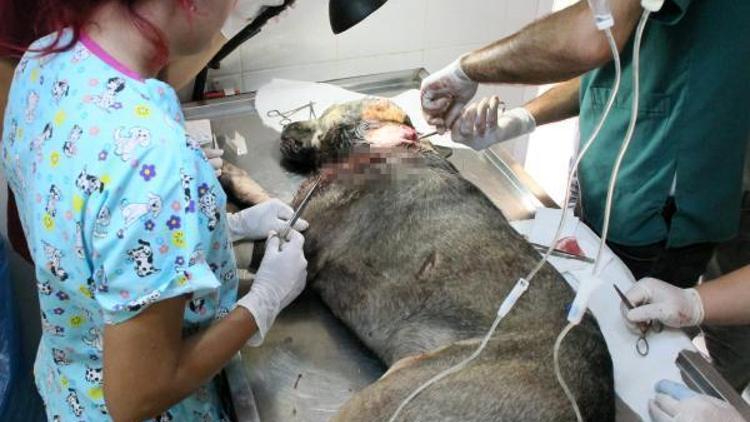 Tabancayla vurulan köpek ameliyat edildi