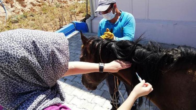 Mardinde yaralı at, tedavi için İzmire gönderildi
