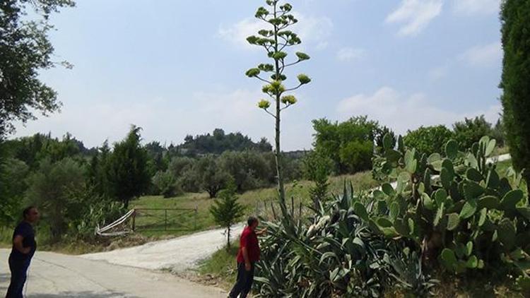 Yer: Osmaniye... Bu bitki 100 yıl yaşıyor, sadece bir kez çiçek açıyor