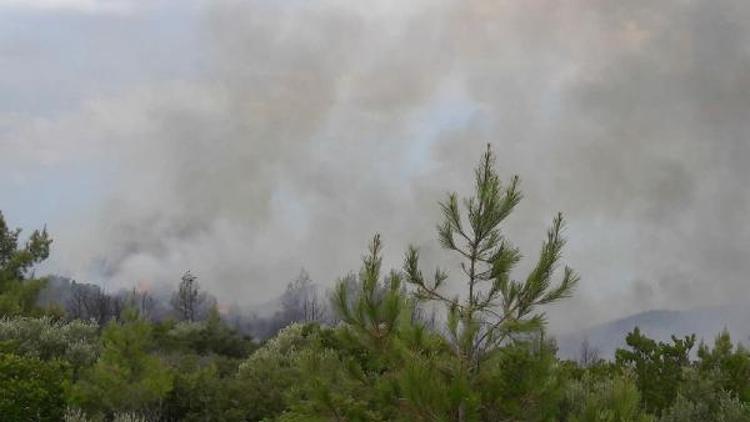 Milasta orman yangını çıktı