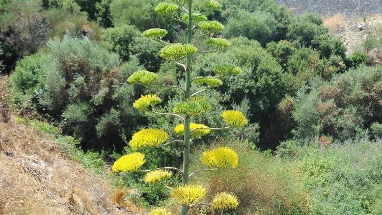 İzmirde, UNESCOnun dünya mirası listesindeki agave bitkisi çiçek açtı