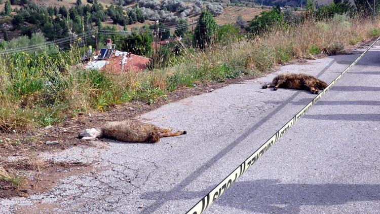 Kablo koptu 10 koyun öldü