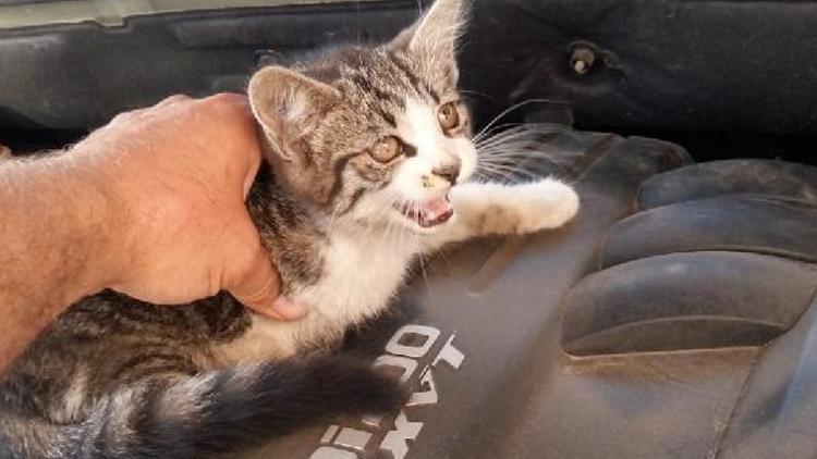 Aracın motoruna sıkışan yavru kediyi çocuklar fark etti